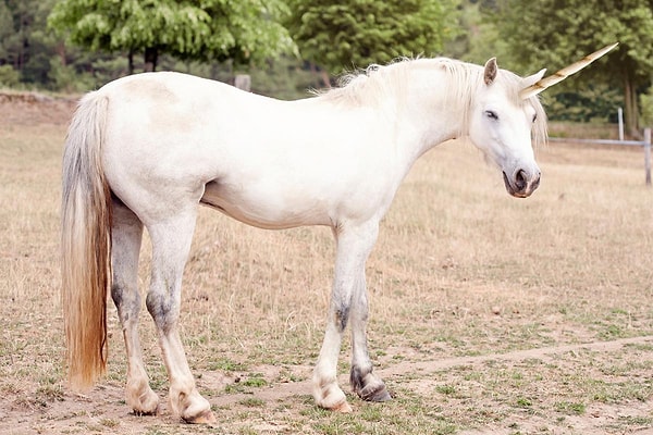 9. Единорог - национальный символ Шотландии
