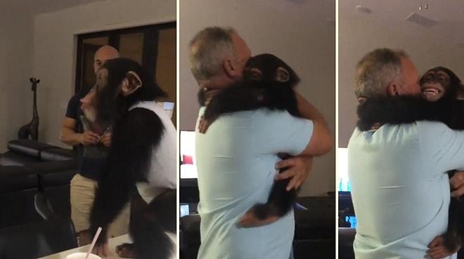 Birlikte Yaşadığı İnsan Dostuna Yeniden Kavuşan Şempanzenin Yaşadığı Büyük Sevinç