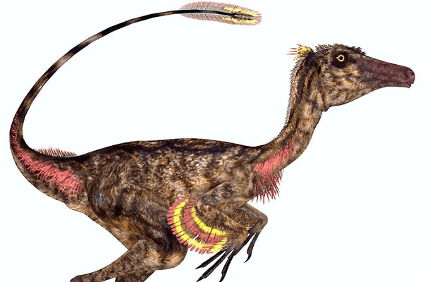 20. Теперь настало время настоящих любителей динозавров. Кто этот маленький, похожий на птицу динозавр, размером с собаку?