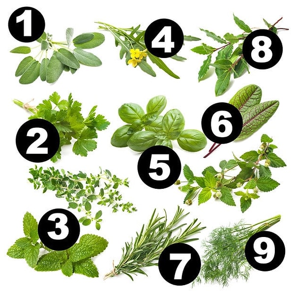 8. Наконец, попробуйте найти шалфей!