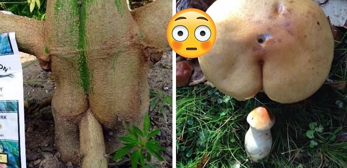 «Смотрю на фоту — вижу попу!»: безобидные снимки, на которых ваша извращенская душонка наверняка найдет пятые точки