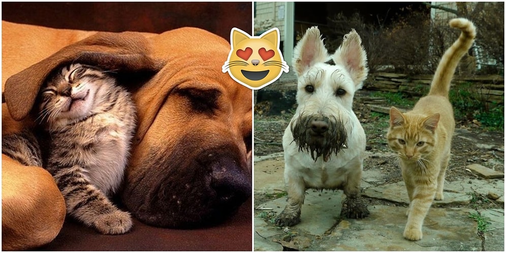 Kedilerin ve Köpeklerin Birbirlerine Olan Aşklarını Kanıtlayan 20 Ponçik Fotoğraf