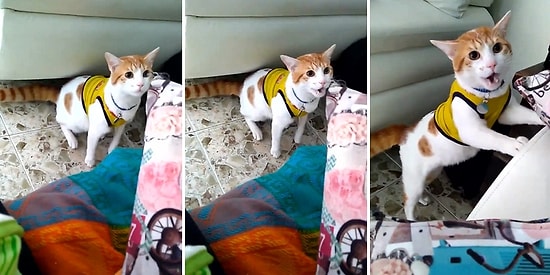 Kolombiya'nın Attığı Gol Sonrası Sevincini Gol Diye Bağırarak Gösteren Kedi