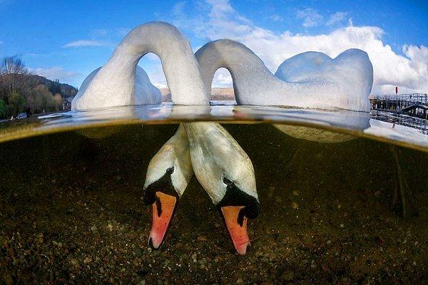 3. Yılın İngiliz Su Altı Fotoğrafı Birincisi: "Aşık Kuşlar", Grant Thomas, İngiltere