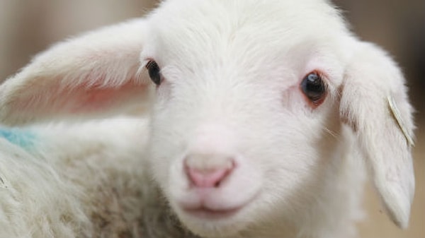 9. Как называется детёныш барана и овечки?