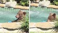 Парень сфотографировал, как медведь искупался в его джакузи, выпил «Маргариту» и прилег отдохнуть