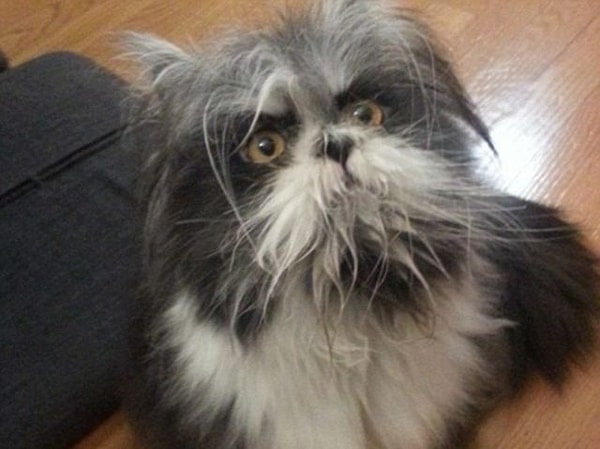 8. Какое это животное?