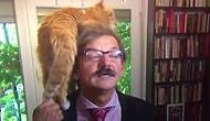 Кошка решила напомнить о себе, когда польский профессор давал серьезное интервью журналистам