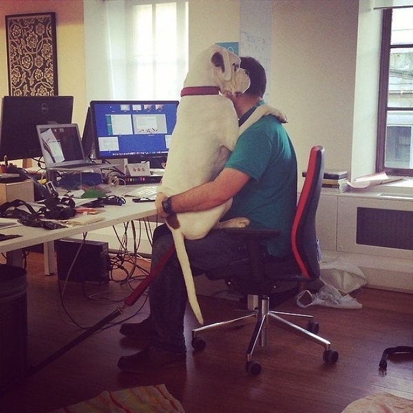 20. «Наш босс взял своего боксера с собой в офис»