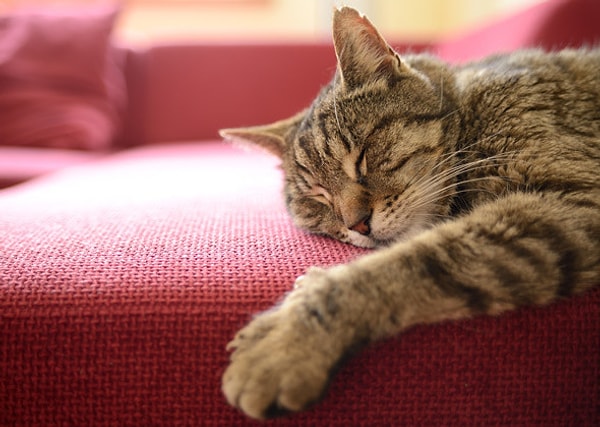 4. Любите ли вы вздремнуть часок-другой?