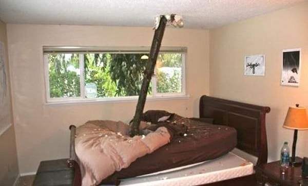 11. Все еще хотите домик в лесу?