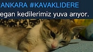Sosyal Medyanın Son Tartışma Konusu Yuva Aranan Vegan Kediler Oldu!