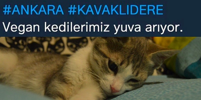 Sosyal Medyanın Son Tartışma Konusu Yuva Aranan Vegan Kediler Oldu!