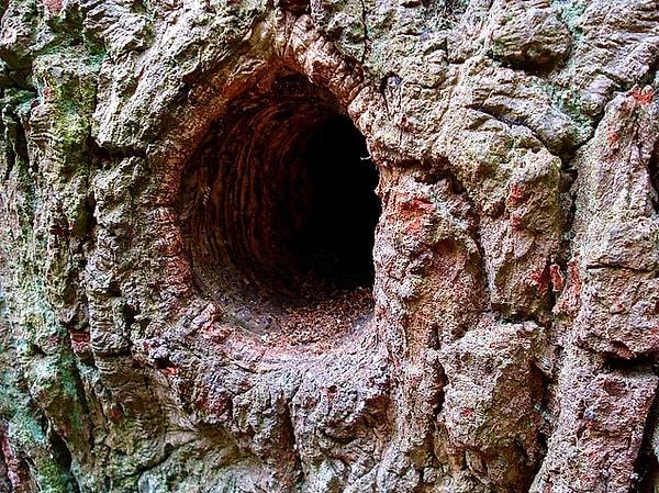 9. 1943’te, dört küçük çocuğun bir ağaç kovuğunun içinde bulduğu iskelet