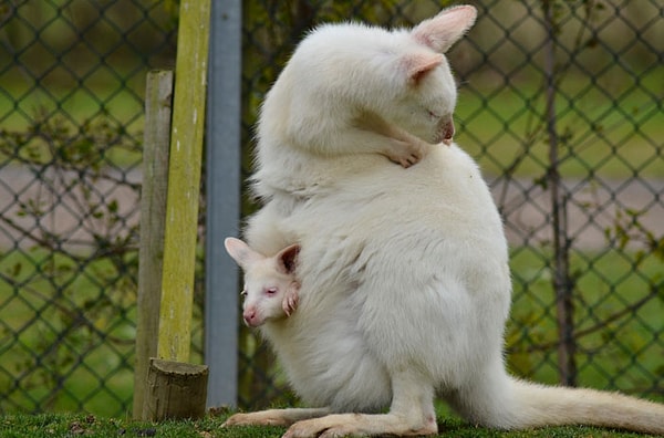 4. Дети кенгуру: