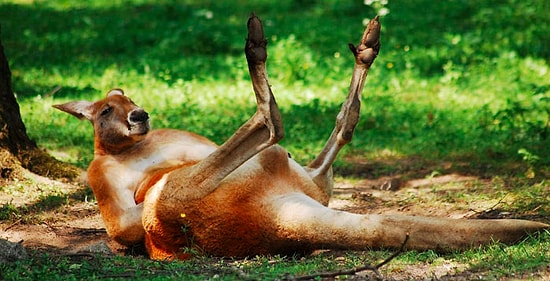 Сотрудница зоопарка поделилась удивительными фактами о животных