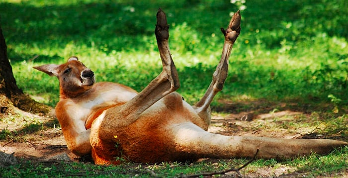 Сотрудница зоопарка поделилась удивительными фактами о животных