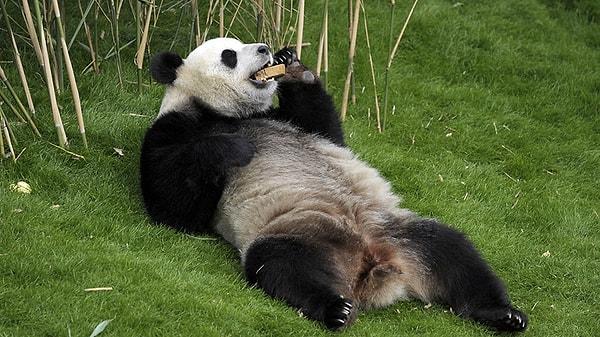 5. Pandalar bazen daha fazla yiyecek ve özel ilgi için hamile taklidi yapabiliyor.