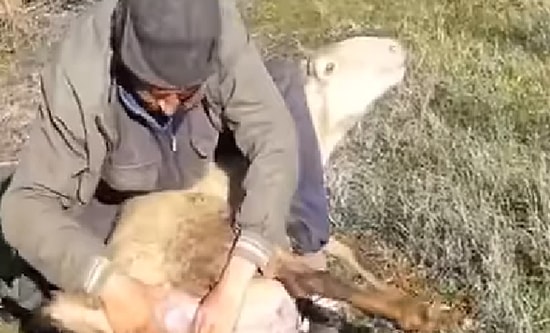 Dünyanın En Güzel Anlarından: Anne Koyunun Dünyaya Yavru Getirdiği Muhteşem Anlar