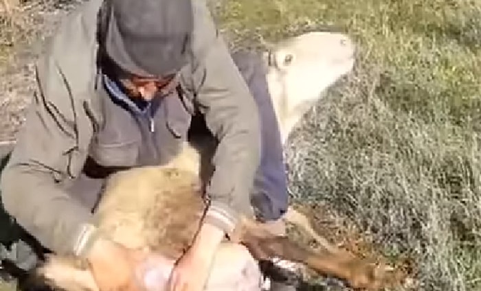 Dünyanın En Güzel Anlarından: Anne Koyunun Dünyaya Yavru Getirdiği Muhteşem Anlar