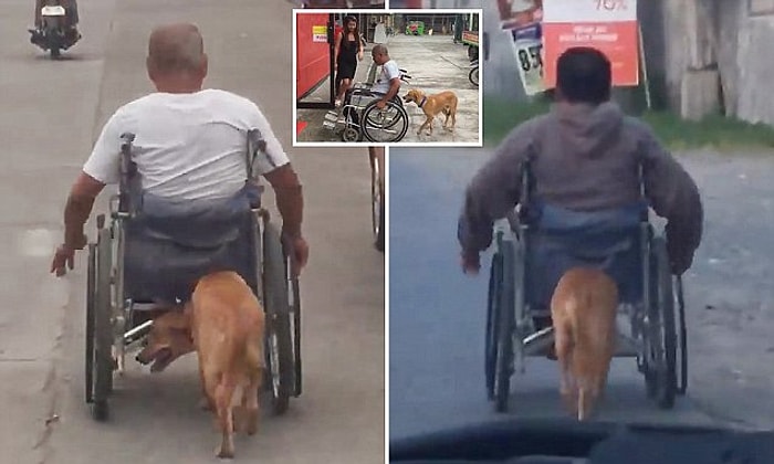 Tekerlekli Sandalyeye Mahkum Olan İnsan Dostuna Yardımcı Olan Köpek