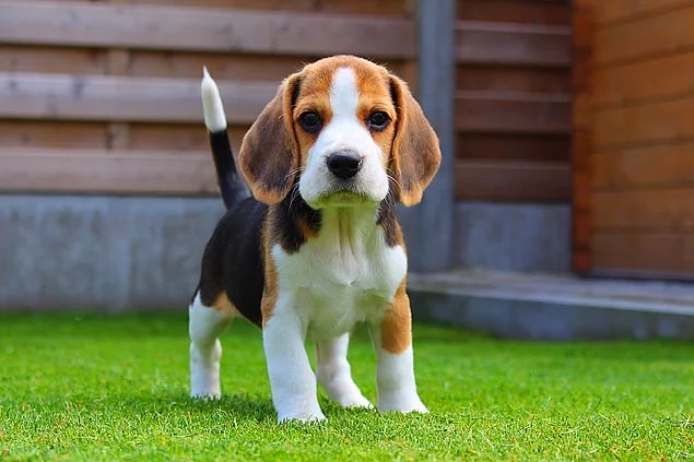 Köpek!