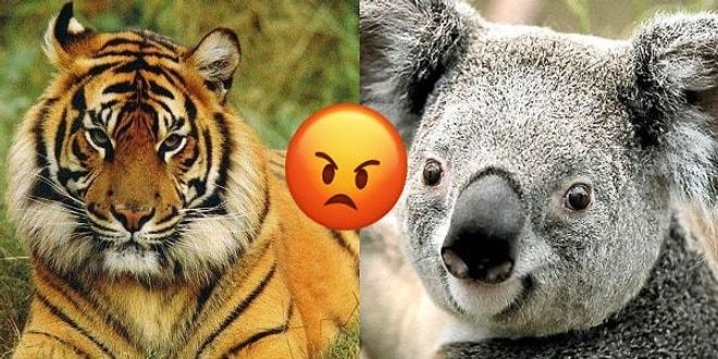 Sinirlendiğinde Hangi Hayvana Benziyorsun?