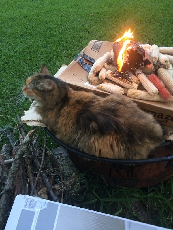 10. Кот со стальными шариками