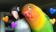 Такие разные, но всё-таки они вместе: История любви двух попугаев, которая покорила интернет