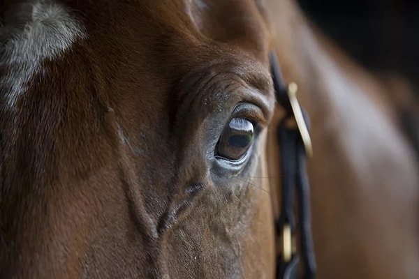 5. Однако сам Дэниэл отрицает свою вину и собирается подать апелляцию.