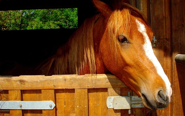 2. Когда прибыла полиция, Дэниэл сидел на корточках в углу стойла. После непродолжительного сопротивления офицеры смогли повязать преступника и доставить его в участок.