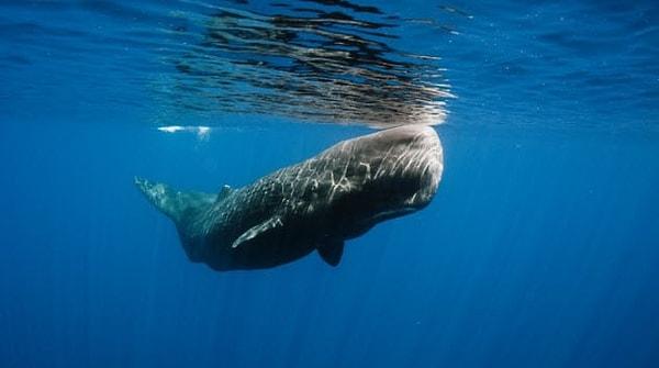 1. İspermeçet Balinalarının dolaşım sistemi