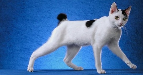 8. Какая это порода?