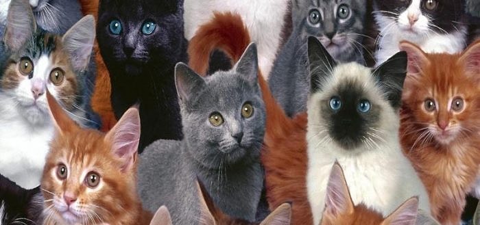 Мяу-тест: Угадаете породы кошек по фото?