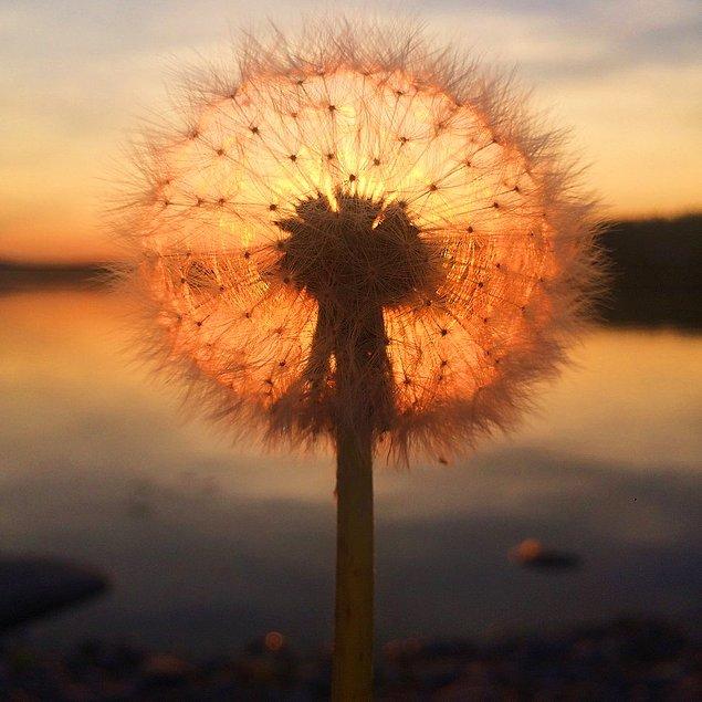 “Dandelion sunset” (Karahindiba günbatımı)