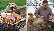 До слез: 32 фото с собаками, когда просто невозможно отказать, если они смотрят на еду