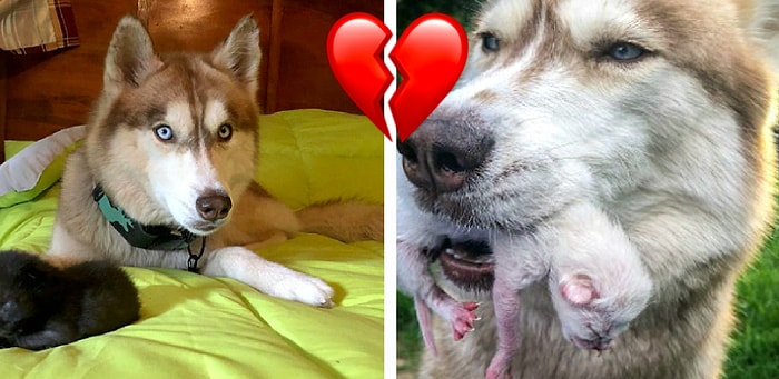 История о том, как смелая хаски спасла новорождённых котят