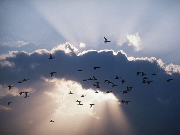 Вы боитесь потерять свою свободу!