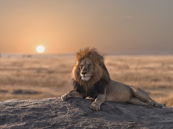 Общительный