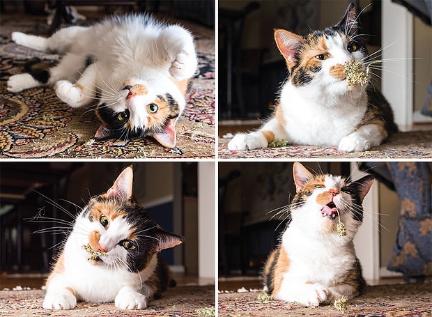 Kedi Nanesiyle Kendinden Gecen Kedilerin Birbirinden Sevimli Hallerini Mutlaka Gormelisiniz
