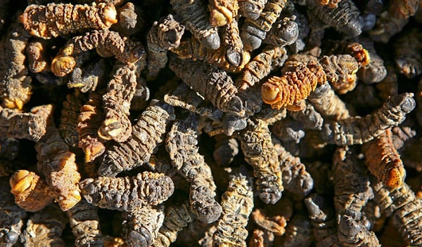 4. Сушеные гусеницы