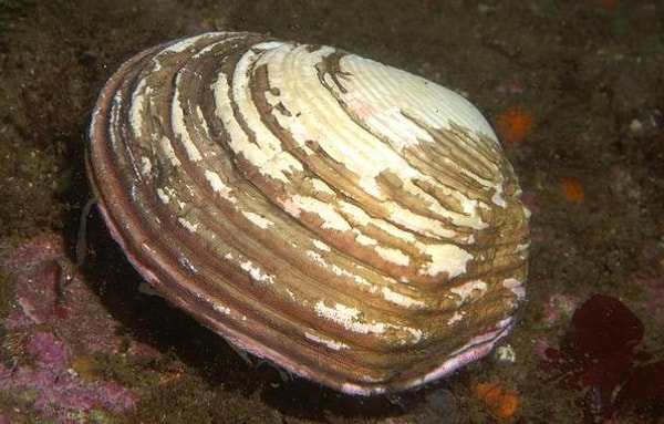 5. Моллюск является примером: