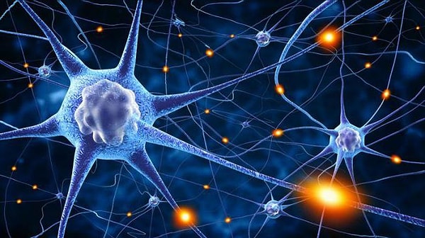 7. Но как поведение может изменить структуру мозга?