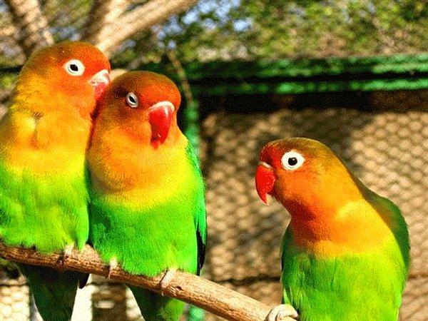 13. Kuşlar nasıl konuşabilirler?