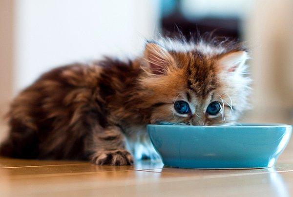 14. Kediler balık ve sütü niçin severler?