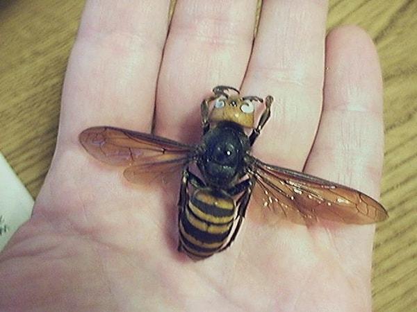 Düşünülenin aksine dev eşek arısının boyutları tam olarak böyle...