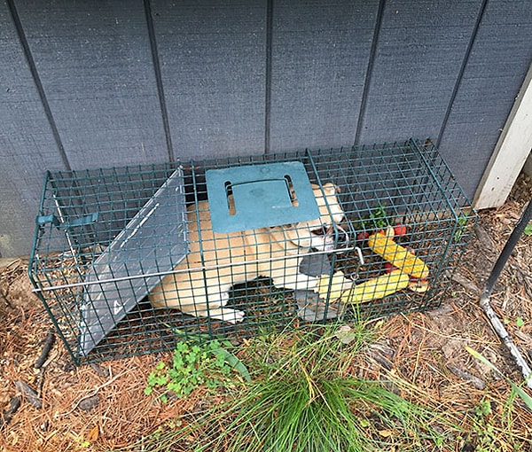 15. "Хотел поймать надоевшего сурка, а поймал соседскую собаку"