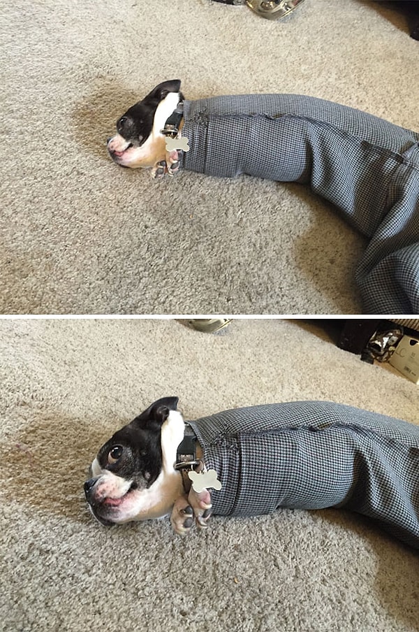 16. "Моя собака Молли застряла в рукаве. Не могу перестать смеяться"