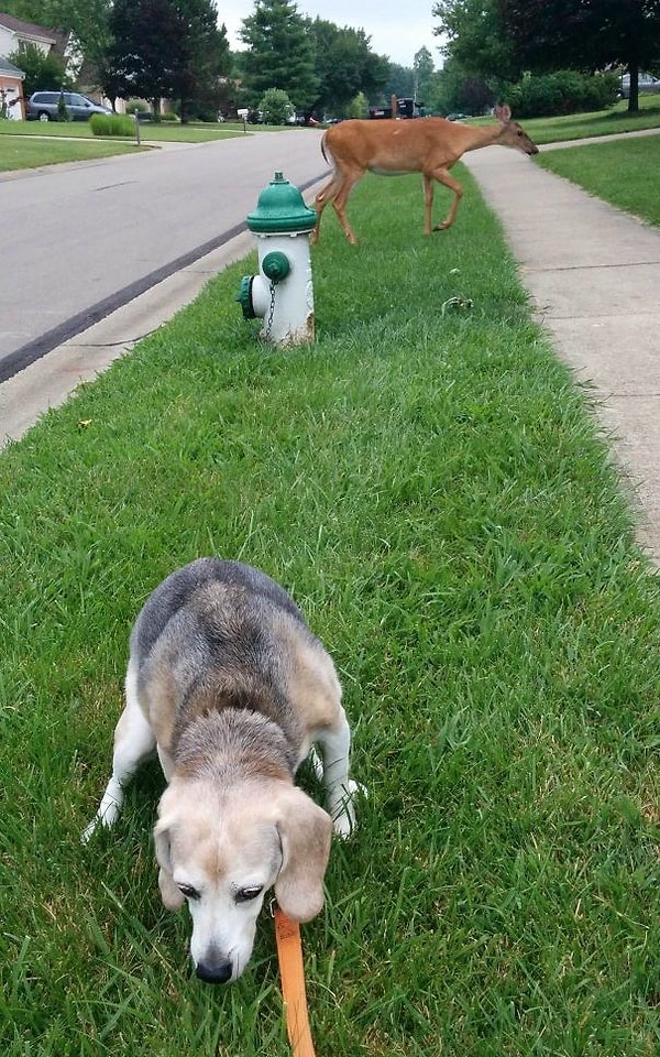 19. "Моя охотничья собака в полной боевой готовности"