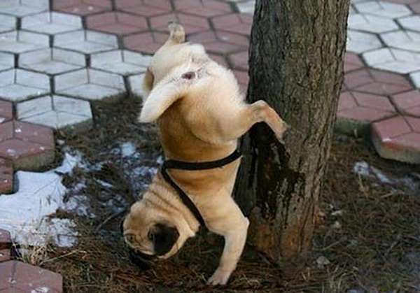 30. Кто-то сломал этого пса...